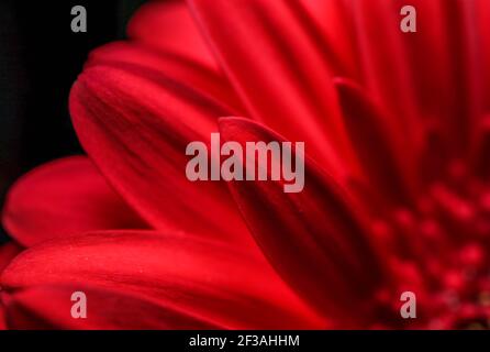 Incroyable gerbera rouge. Vue macro Banque D'Images