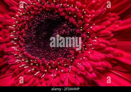 Incroyable gerbera rouge. Vue macro Banque D'Images