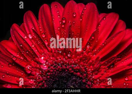Incroyable gerbera rouge. Vue macro Banque D'Images