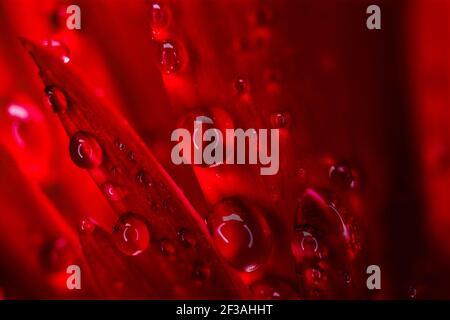 Incroyable gerbera rouge. Vue macro Banque D'Images