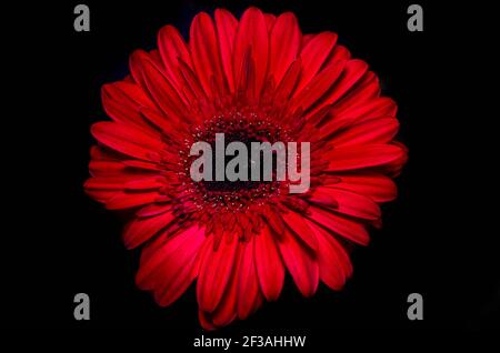 Incroyable gerbera rouge. Vue macro Banque D'Images