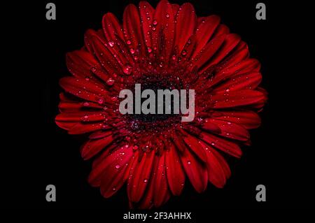 Incroyable gerbera rouge. Vue macro Banque D'Images