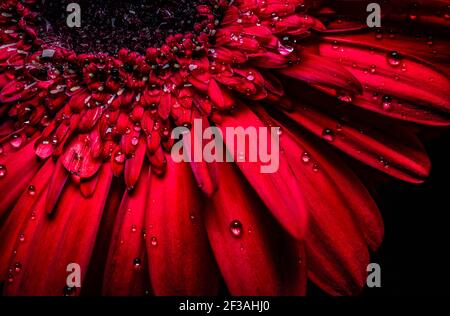 Incroyable gerbera rouge. Vue macro Banque D'Images