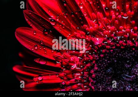Incroyable gerbera rouge. Vue macro Banque D'Images