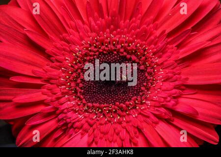 Incroyable gerbera rouge. Vue macro. Fleur Banque D'Images