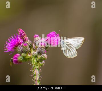 Papillon blanc à motif vert (Pieris napi) perchée sur une fleur de chardon Banque D'Images