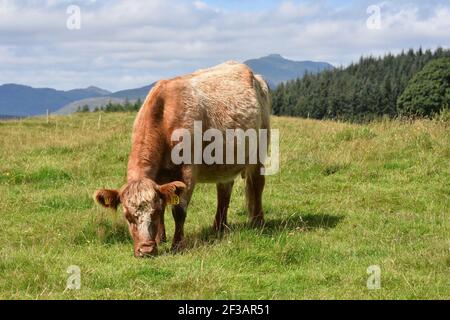 Shorthorn cross Highland Cattle, Perthshire, Écosse Banque D'Images