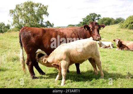 Shorthorn cross Highland Cattle, Perthshire, Écosse Banque D'Images