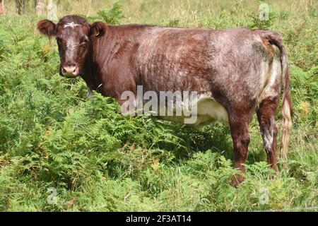 Shorthorn cross Highland Cattle, Perthshire, Écosse Banque D'Images