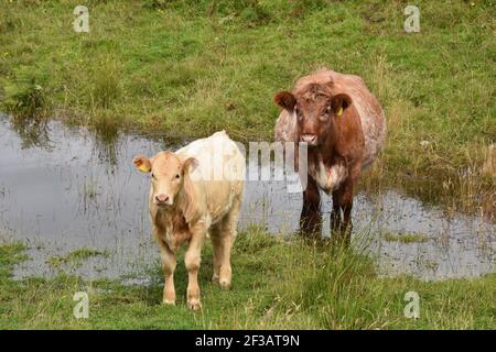 Shorthorn cross Highland Cattle, Perthshire, Écosse Banque D'Images