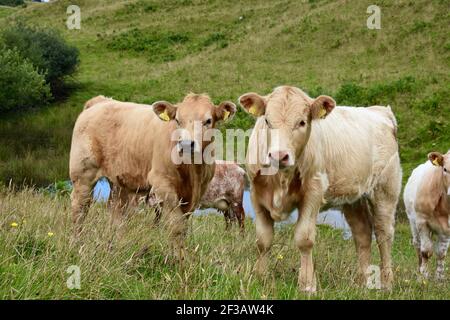 Shorthorn cross Highland Cattle, Perthshire, Écosse Banque D'Images