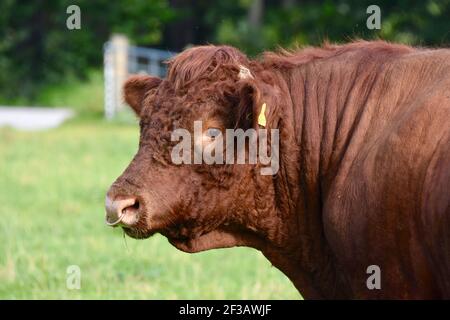 Shorthorn cross Highland Cattle, Perthshire, Écosse Banque D'Images