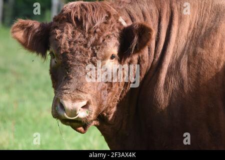 Shorthorn cross Highland Cattle, Perthshire, Écosse Banque D'Images