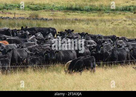 Aberdeen Angus Herd stip a été gradé à Rotmell Farm, Blair Atholl, Perthshire, Écosse Banque D'Images