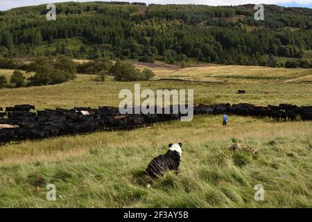 Aberdeen Angus Herd stip a été gradé à Rotmell Farm, Blair Atholl, Perthshire, Écosse Banque D'Images