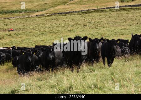 Aberdeen Angus Herd stip a été gradé à Rotmell Farm, Blair Atholl, Perthshire, Écosse Banque D'Images