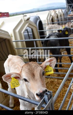 Faire dorer les vaches et les veaux suisses au-delà de la ferme Burn, Mouswald, Dumfriesshire Banque D'Images