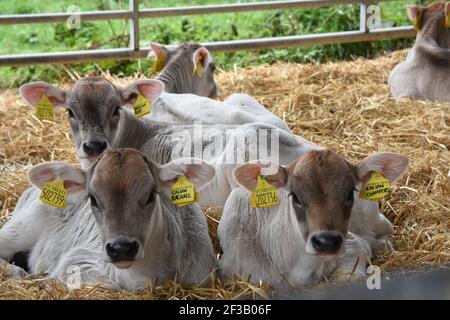 Faire dorer les vaches et les veaux suisses au-delà de la ferme Burn, Mouswald, Dumfriesshire Banque D'Images