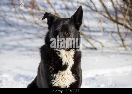 chien noir errant dans la rue en hiver. Photo de haute qualité Banque D'Images