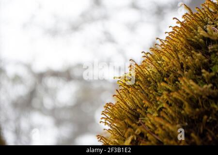 Gros plan de la petite fougère Banque D'Images