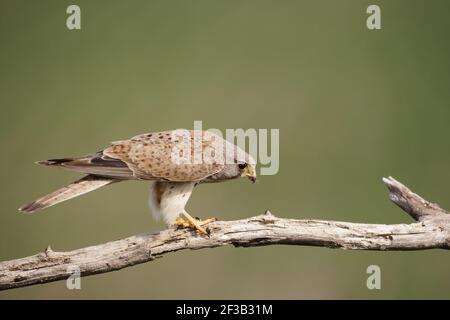 Kestral - Homme dans treeFalco tinnunculus Hongrie BI016136 Banque D'Images