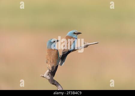 Rouleau - paire sur perchCoracias garrulus Hongrie BI016257 Banque D'Images