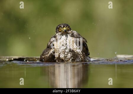 Sparrowhawk - baignade masculine dans la forêt poolAccipiter nisus Hongrie BI016406 Banque D'Images