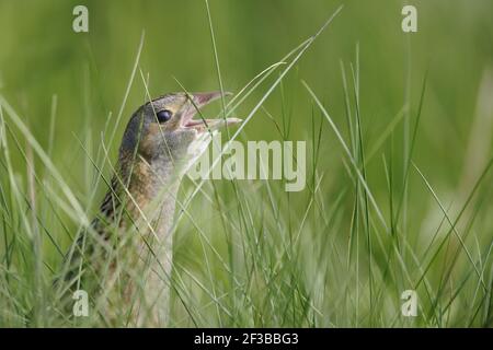 Corncrake - Homme appelant Crex crex South Uist, Outer Hebrides Scotland, Royaume-Uni BI016643 Banque D'Images