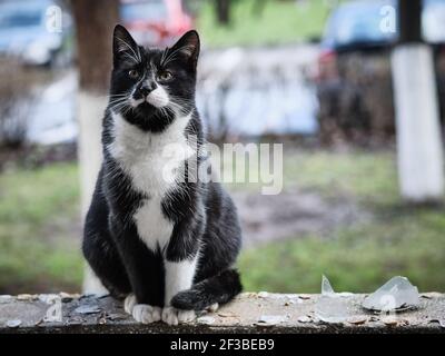 Portrait sauvage de chat tuxedo de jeune homme noir et blanc sur mon balcon. Banque D'Images