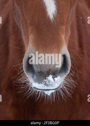 Gros plan sur un cheval de chasse au Suffolk de race rare. Banque D'Images