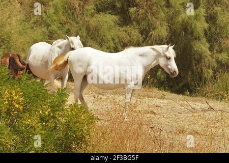 Gros plan de deux chevaux blancs de Camargue femelles adultes dans la prairie Banque D'Images