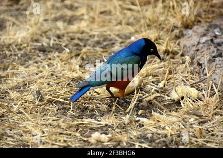 Le superbe Starling (Lamprotornis superbus) Anciennement connu sous le nom de Spreo Superbus dans la savane africaine) Banque D'Images