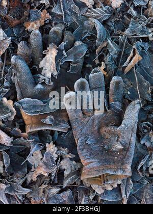 une paire de gants de jardin en cuir posés sur un lit de feuilles sur un matin d'hiver gelé Banque D'Images