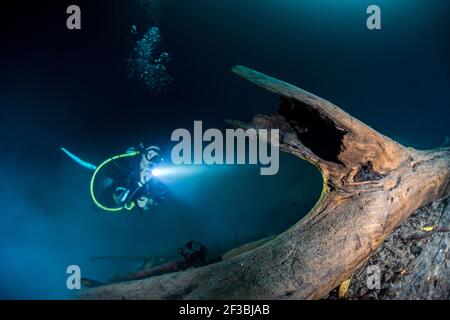 Plongeur de plongée lumière brillante sur les restes d'arbre dans Cenote Angelita, péninsule du Yucatan, Mexique Banque D'Images