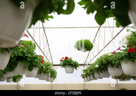 Pétunia floraison, saison de vente au printemps à la serre Banque D'Images