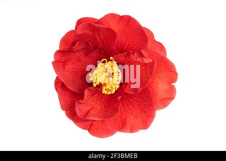 Fleur complète fleur de camellia rouge avec des étamines jaunes et des pistils isolés sur fond blanc. Camellia japonica Banque D'Images