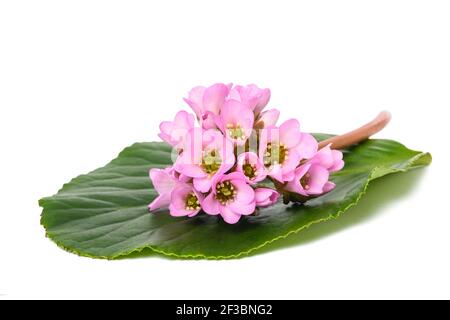 Bergenia crassifolia fleurs isolées sur fond blanc Banque D'Images