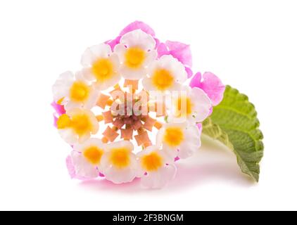 Lantana camara fleur isolée sur fond blanc Banque D'Images