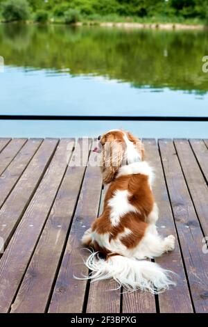 Mignon cavalier King charles spaniel marip assis sur la jetée au bord du lac. Banque D'Images