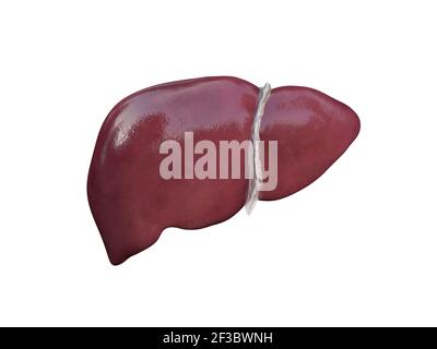 Structure anatomique du foie réaliste. Organe du système hépatique, foie humain pour les médicaments médicaux, conception pharmaceutique et pédagogique. Rendu 3D, Illustration Banque D'Images