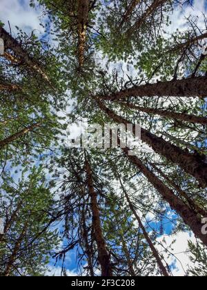 Photo verticale à angle bas de pins de haute qualité dans le parc national d'Oulanka, en Finlande Banque D'Images