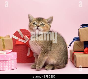 Chaton écossais Golden chinchilla race droite se trouve sur un fond rose et des boîtes avec des cadeaux, fond festif Banque D'Images