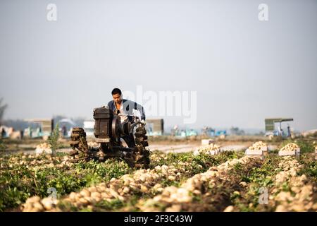 Dehong, province chinoise du Yunnan. 16 mars 2021. Un agriculteur exploite une récolteuse de pommes de terre dans le champ du canton de Fengping, préfecture autonome de Dai-Jingpo à Dehong, dans la province du Yunnan, dans le sud-ouest de la Chine, le 16 mars 2021. Crédit: Wang Guansen/Xinhua/Alamy Live News Banque D'Images