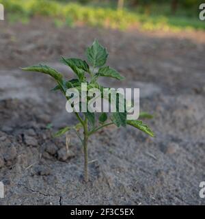 Gros plan de la plantule verte de tomates qui poussent hors du sol. Jardinage. La culture de tomates. Banque D'Images