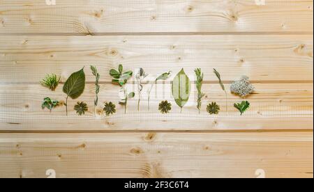 La disposition des plantes séchées est large rayé au centre sur un fond en bois clair de cendres. Banque D'Images