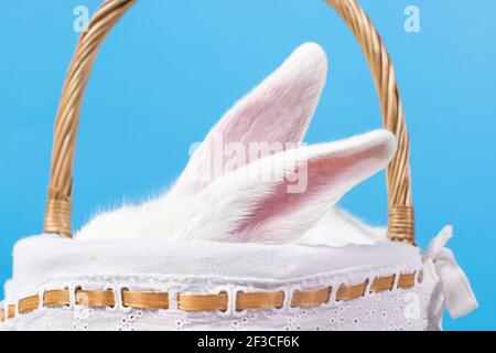 Longues oreilles blanches d'un vrai lapin moelleux dans un panier sur fond bleu avec des œufs de Pâques. Photo des fêtes de Pâques pour carte postale pour copier l'espace pour bannière. Banque D'Images