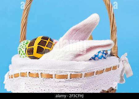 Longues oreilles blanches d'un vrai lapin moelleux dans un panier sur fond bleu avec des œufs de Pâques. Photo des fêtes de Pâques pour carte postale pour copier l'espace pour bannière. Banque D'Images