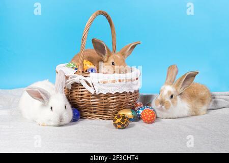 Trois petits lapins de Pâques dans un panier sur fond bleu avec œufs décorés. Avec un emplacement pour le texte et un espace de copie pour une longue bannière. Banque D'Images
