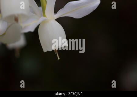 Les larmes d'Ange ou les narcisses triandrus floraison fleur blanche, espace de copie Banque D'Images