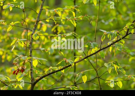 Corylus avellana ou noisette commune feuillage de printemps vert frais Banque D'Images